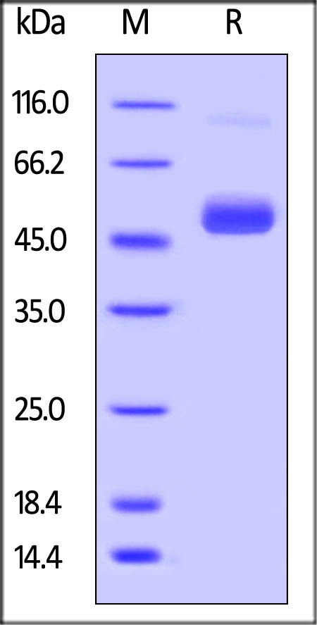 Biotinylated Zika virus NS1, His Tag on SDS-PAGE under reducing (R) condition. The gel was stained overnight with Coomassie Blue. The purity of the protein is greater than 90%.